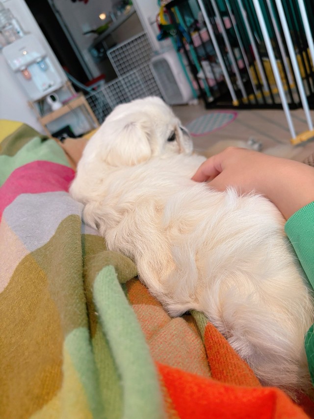 飼い主さんに添い寝するちゃむちゃむくん、あたたかそうなマルチカラーのケットも素敵ですね！（画像提供：賢犬ちゃむちゃむさん）
