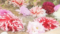 四国八十八ヶ所霊場7カ所の寺で「花手水」　香川・総本山善通寺ではダリアなど鮮やかに彩る