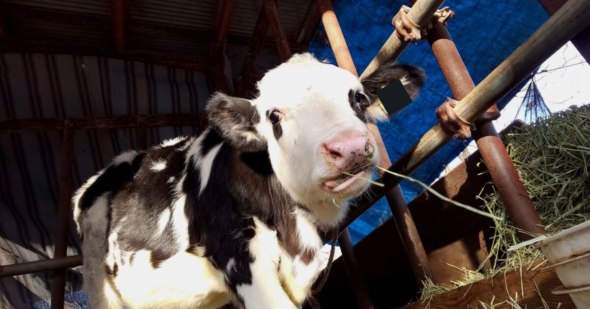 牛と猫の友情物語 遊んだり毛づくろいしたり 牧場でスタッフを癒やした光景 犬 猫との幸せな暮らしのためのペット情報サイト Sippo