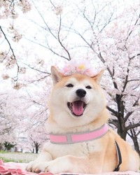 桜をバックにパシャリ（提供：柴犬チャーミーさん）