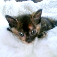 子猫時代、キトンブルーの瞳がかわいらしいココアさん（画像提供：ココアさんパパさん）
