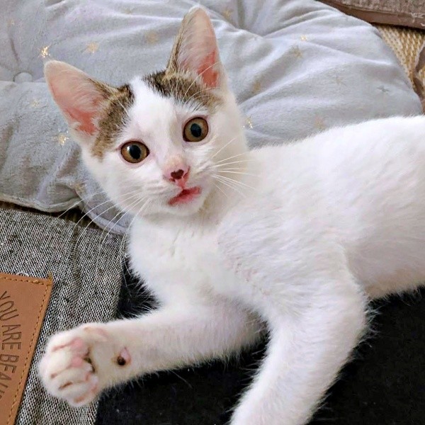 鼻にハートマークがあるおかかくん。瀕死状態から奇跡の回復（画像提供：おかかとそぼろの成長記録さん）