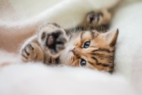 幸せな生活を送れている猫※画像はイメージです（Jana Weichelt/stock.adobe.com/）