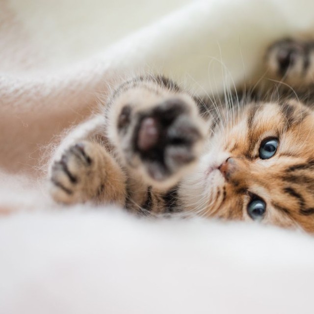 幸せな生活を送れている猫※画像はイメージです（Jana Weichelt/stock.adobe.com/）