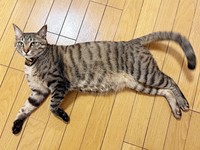 ゴローンと寝そべるバビくん（画像提供：キジトラのバビさん）