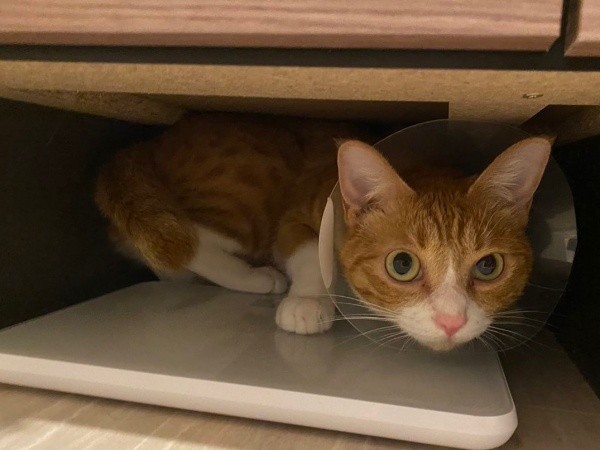 インターホンが鳴って隠れるラテちゃん（画像提供：保護猫ラテちゃん）