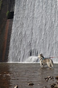鼻から水出てる！？ 奇跡の1枚になった珀くんのショット（画像提供：ハスキーの珀くん）