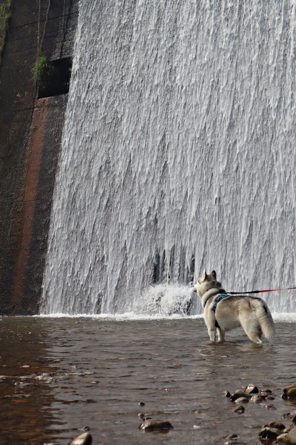 鼻から水出てる！？ 奇跡の1枚になった珀くんのショット（画像提供：ハスキーの珀くん）
