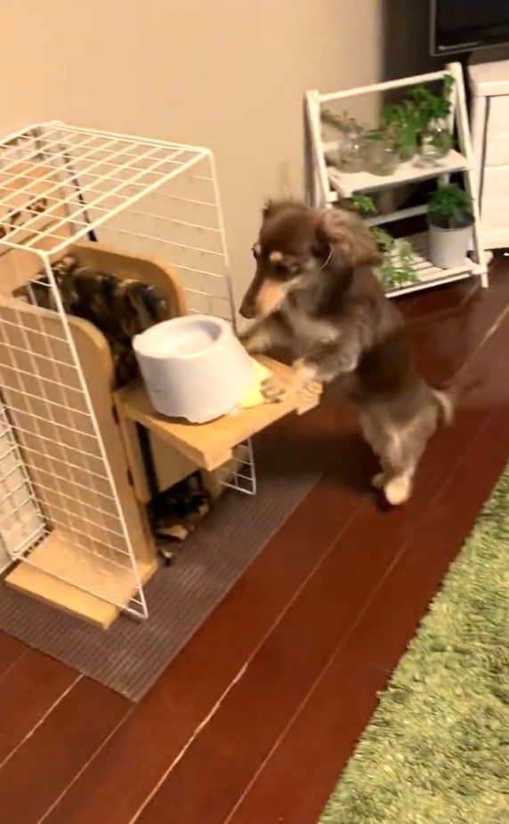 いただきまーす」先天性「巨大食道症」の犬 立ってご飯を食べる