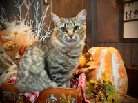 1歳を迎えたルナちゃん。美ニャンへと成長しました（画像提供：なちゅふぉとさん）