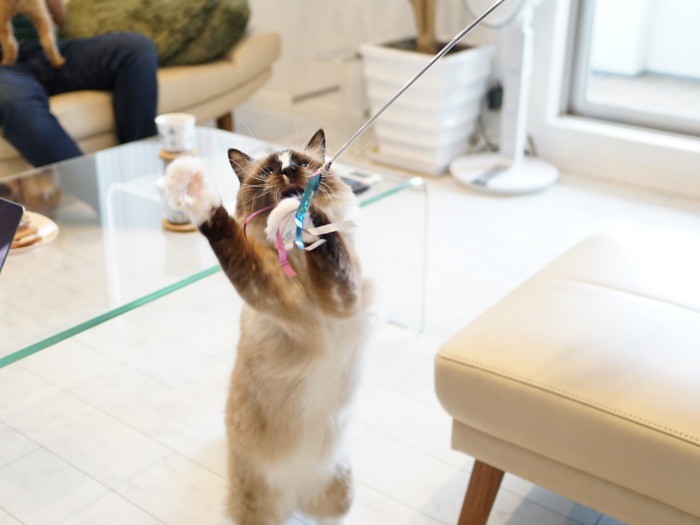 見知らぬ人が苦手だった楽くん。今では積極的に“来客対応”