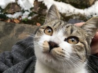 Hさんのコートにくるまれるチョコちゃん。お外での暮らしは限界に近い…