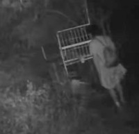 えっ、恐怖映像⁉︎ 深夜「箱ワナ」の盗難監視用カメラに映っていた不審者。この後、驚きの行動に……（動画からキャプチャー／提供：とある県下の猟友会さん）