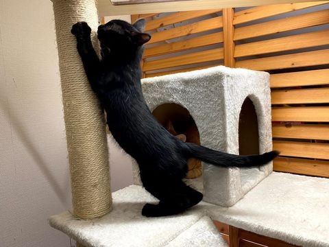 尻尾が長いのが自慢