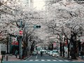 アスファルトに散る桜を踏みしめると、ブルーな気持ちが優しく塗り替えられた