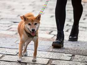 子犬は散歩好きとは限らない？ 好きにさせ、トラブルを防ぐ方法