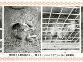 学校での動物飼育における問題点