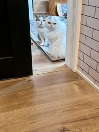 仲良くこちらを見つめるふーちゃんとちーちゃん（提供：ｆｕｕ_ｃｈｉｒｏｒｕさん）