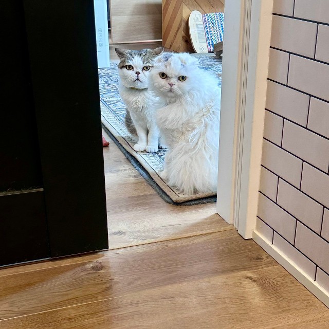 仲良くこちらを見つめるふーちゃんとちーちゃん（提供：ｆｕｕ_ｃｈｉｒｏｒｕさん）