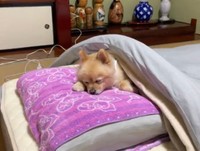 飼い主さんに撫でられ、いつの間にかすやすや…（画像は動画のスクリーンショット）