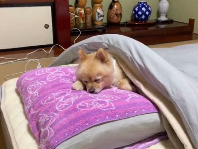 飼い主さんに撫でられ、いつの間にかすやすや…（画像は動画のスクリーンショット）