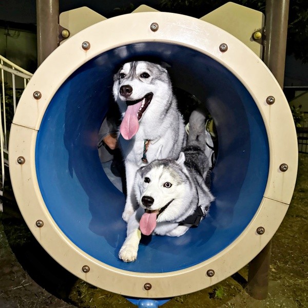 夜遊びも一緒！ （上）グルートくん、（下）ロゼくん（画像提供：シベリアンハスキー ロゼさん）