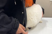 注射から逃げようと飼い主さんのコートに頭を突っ込むあんみつちゃん（「猫は液体」さん提供、Xよりキャプチャ撮影）