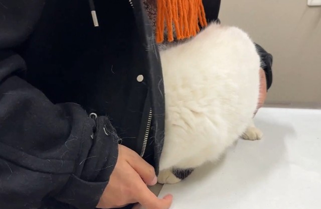 注射から逃げようと飼い主さんのコートに頭を突っ込むあんみつちゃん（「猫は液体」さん提供、Xよりキャプチャ撮影）