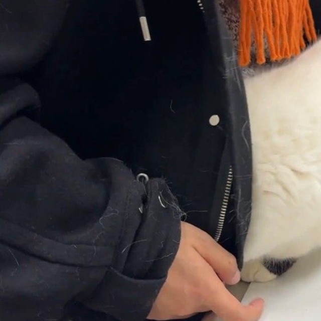 注射から逃げようと飼い主さんのコートに頭を突っ込むあんみつちゃん（「猫は液体」さん提供、Xよりキャプチャ撮影）