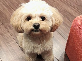 笑うと口角キュッ！　もこもこフワフワのミックス犬「モコ」