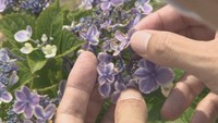 なぜ？「アジサイ」の開花発表なし　高松地方気象台の観測に密着