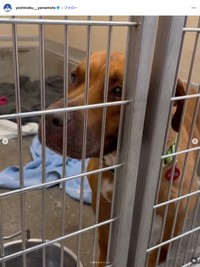 ドジャースの山本由伸選手の公式インスタグラムから