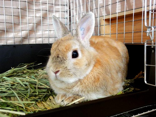 ウサギ治療ミスで４３万円賠償命令　麻酔せず処置し骨折