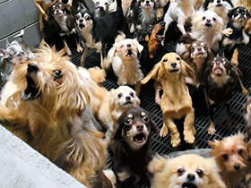 劣悪飼育、動物愛護法の限界　数値規制なく「行政指導難しい」