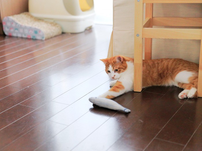 魚をちょいちょい、まだ遊ぶか!?