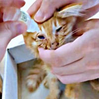 手厚いケアを受けるぽわげちゃん。点眼も頑張りました（画像提供：ツナさん）