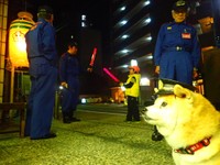 消防団犬のお仕事中のココちゃん（村田きよみさん提供）