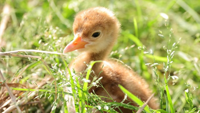 かわいい！タンチョウのひな誕生！　岡山県自然保護センター