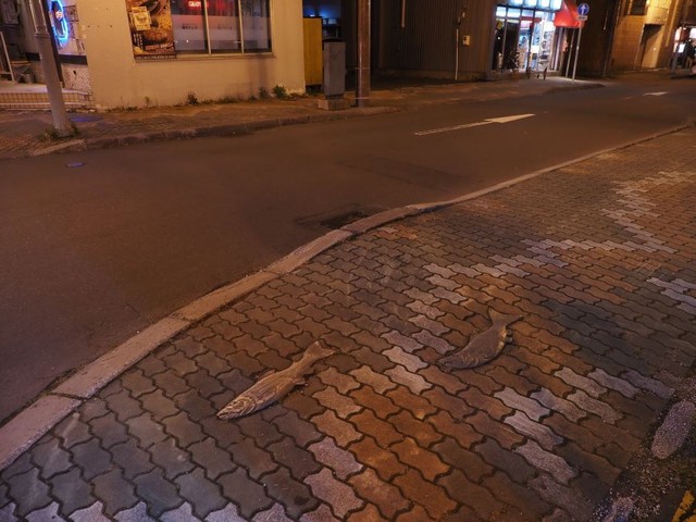 リアルな鮭が５９個も道路に埋められており、Towersさんにとっては旭川の電柱と並んで衝撃的だったそうです。 ※Towersさん提供