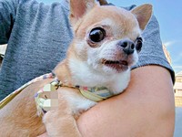 おばあちゃんを見て尻尾フリフリ！ スムースコートチワワのりるちゃん（画像提供：スムースチワワ すぅとりるさん）