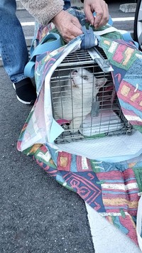 とうとう捕獲器にシロちゃんが入り保護（「春日井さくら猫の会」さん提供）
