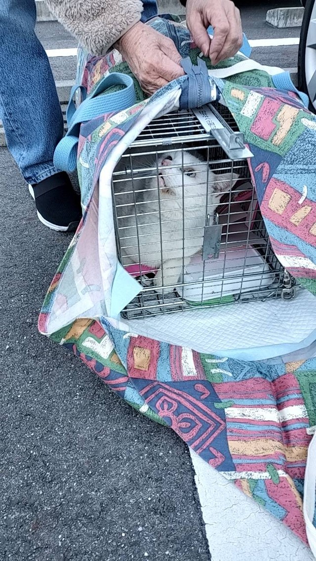 とうとう捕獲器にシロちゃんが入り保護（「春日井さくら猫の会」さん提供）