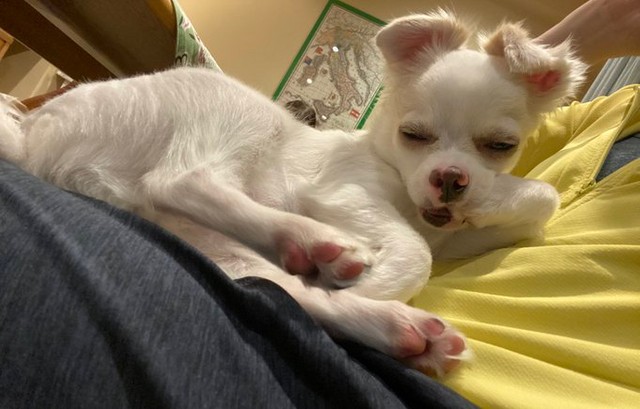 お手手をチュパチュパする空ちゃん（提供：管狐さん）