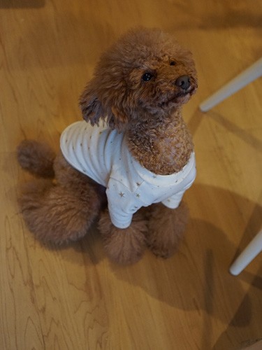 オスワリからの