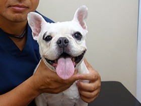 フレンチブルの苦しそうな鼻呼吸　手術で改善する?！
