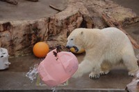 ぶん投げて遊ぶフブキ