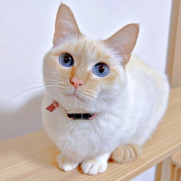 きゅるんとした瞳が愛らしいひなたちゃん（画像提供：hinataさん）