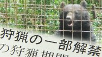 岡山県で17年ぶりにクマ狩猟が解禁に…背景は？
