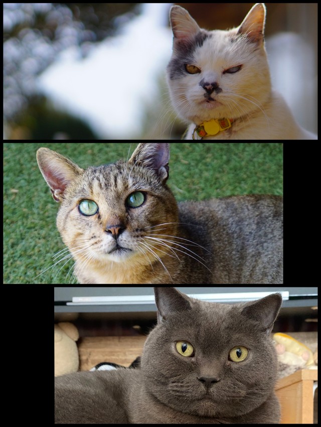 一緒に暮らす3匹の愛猫。上からポン酢ちゃん、ゴン蔵ちゃん、ホセちゃん／よつばとポン酢さん（@nyaaa_____nchu）提供