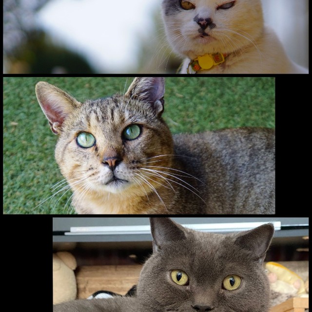 一緒に暮らす3匹の愛猫。上からポン酢ちゃん、ゴン蔵ちゃん、ホセちゃん／よつばとポン酢さん（@nyaaa_____nchu）提供